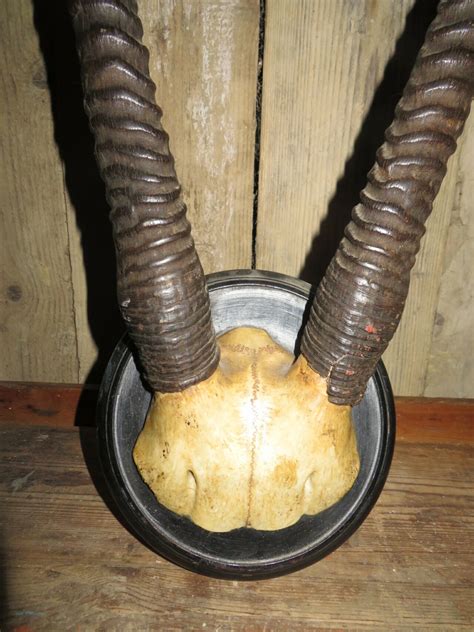 Two Pairs of Oryx Horns | French Country Antiques