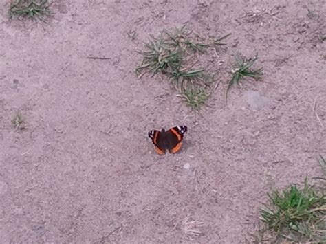 Butterfly In Pennsylvania Butterfly Cute