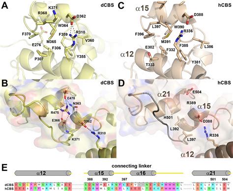 Structural Insight Into The Molecular Mechanism Of Allosteric