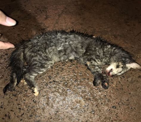 GATO é morto requinte de crueldade em Costa Rica Autor foi preso e