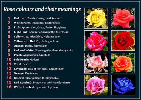 Beautiful Rose Colors And Their Meanings Rose Color Meanings Rose Meaning Color Meanings