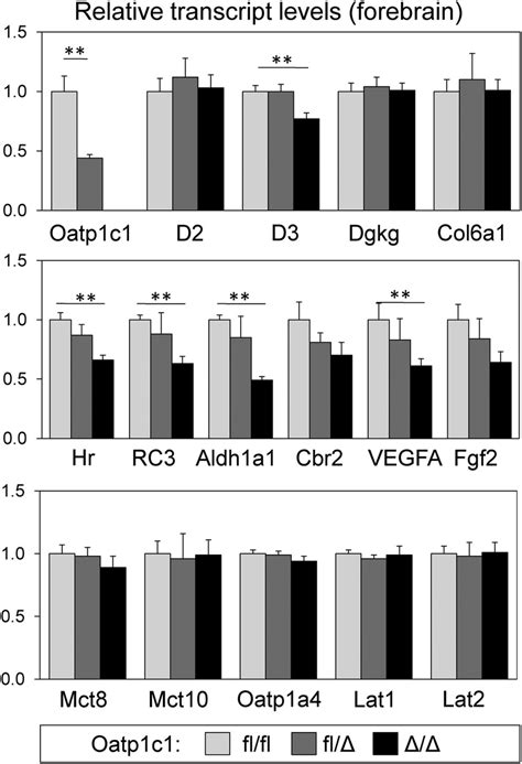 Relative Transcript Levels Of Th Regulated Genes And Th Transporters In