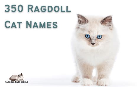 350 Names for Ragdoll Cats: A Comprehensive List