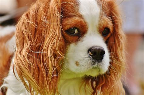 Cavalier King Charles Spaniel Grooming A Guide With Haircut Pictures