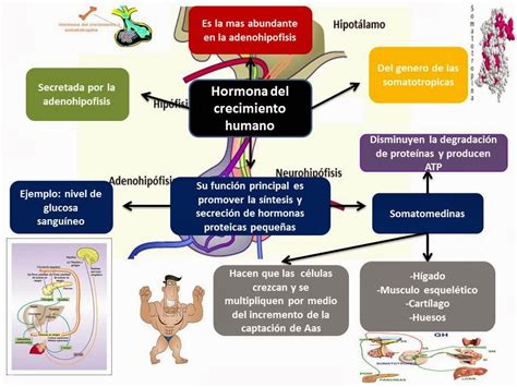 El Blog De Fisiologia De Israel Aramburo Lucas Hormona Del Crecimiento