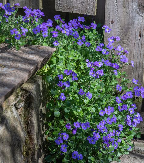 Aubrieta Cascade Blue Plantespesialisten