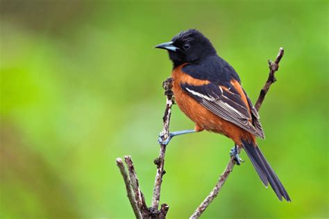 Stunning Orange And Black Birds Species To Discover Happy Birding