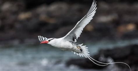 Tropicbird - A-Z Animals