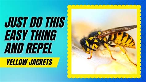 How To Repel Yellow Jackets Quickly Super Fast Tricks YouTube