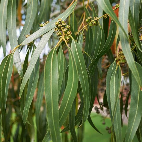 Eucalyptus Dalrympleana Gommier Blanc Des Montagnes érigé Haut à