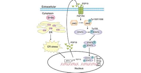 Stat3 A Key Transcriptional Regulator In Cancer Cusabio