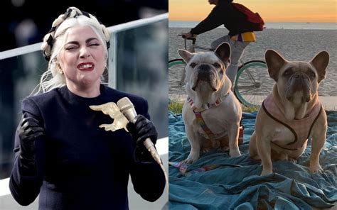 Picoteando El Espectaculo Lady Gaga Recupera Sus Perros Sanos Y Salvos