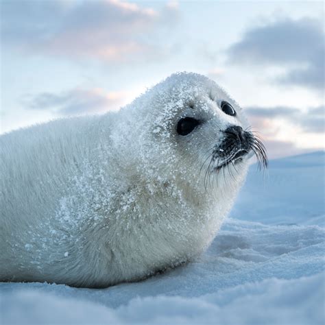why do seals eat fish Crabeater seals, native to antarctica, have ...