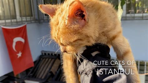 The Cutest Turkish Ginger Stray Kitten YouTube