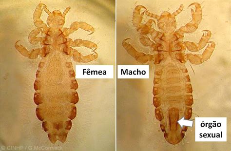 Ci Ncia Da Vida Piolhos Insetos Que Parasitam Os Seres Humanos