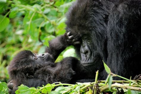 Days Eastern Lowland Gorilla Trekking Safari Congo Safaris