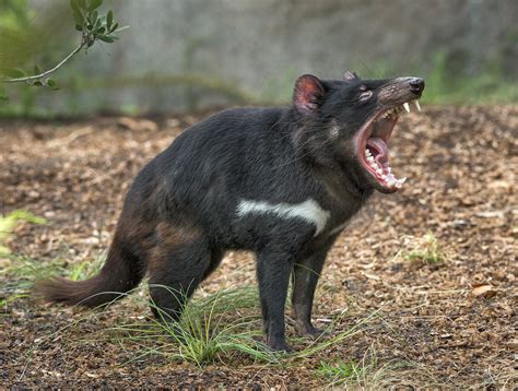 Tasmanian Devil - Facts, Pictures, Diet, Character, Behavior