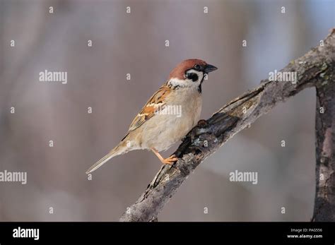 Árbol de Eurasia gorrión Passer montanus se sienta con una rama con