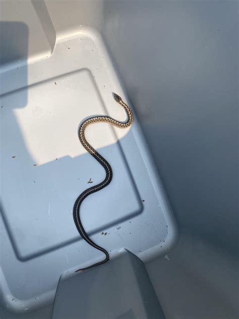 Idaho panhandle, gopher snake? : r/snakes