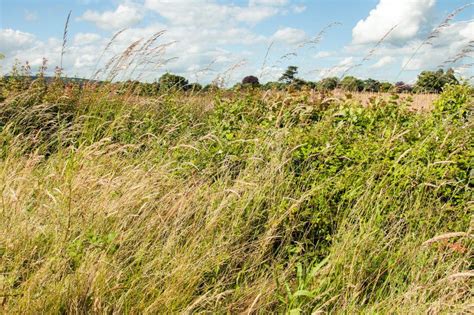 Wind Blowing Through The Wild Grass In The English Countryside Stock