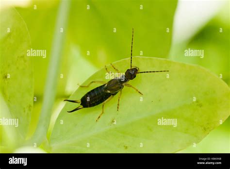 Earwig Pinchers Hi Res Stock Photography And Images Alamy