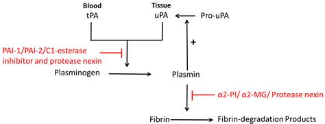 Ijms Free Full Text Role Of Plasminogen Activator Inhibitor Type 1