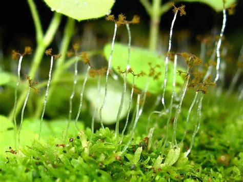O Que Sao Plantas Briofitas - O Que São Briofitas | lucas rangel | Quizur