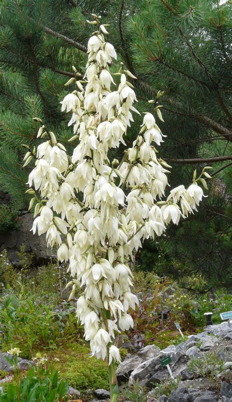 Yucca filamentosa – Rachels Native Plants