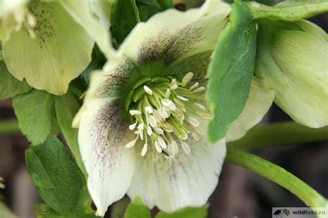 Зимовник (морозник) кавказский (Helleborus caucasicus) | Дикий Юг