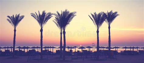 Silhouettes Of Palm Trees At A Beach At Sunrise Color Toning Applied