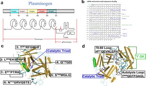 Structure Based Design Of Alanine Scanning Mutagenesis A Schematic