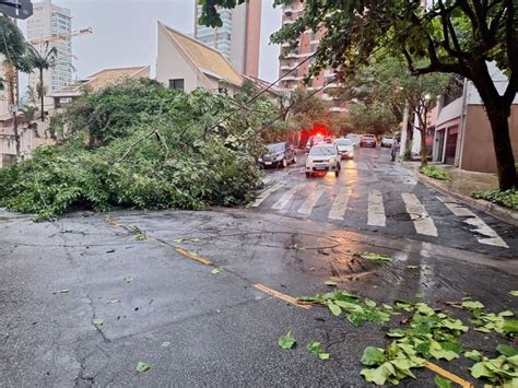 Mais de 35 dos pedidos de poda de árvore estão em aberto em SP