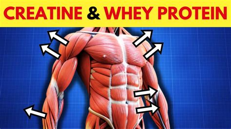 This Is What Happens When You Take Creatine And Whey Protein Youtube