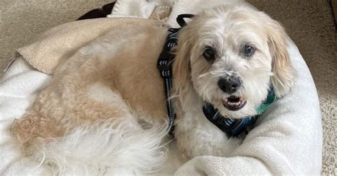 highly adaptable dog breeds  thrive   living environment