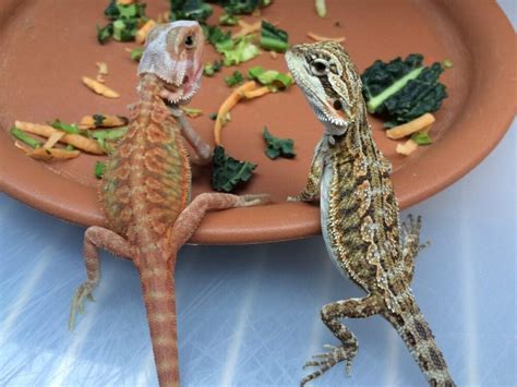 Lizard Diet 101 What Do Lizards Eat