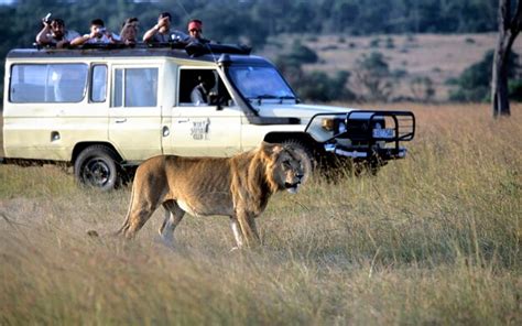 Premium Photo Lion Panthera Leo