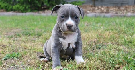 Amstaff Blue Caratteristiche Foto Cura Del Pelo E Consigli