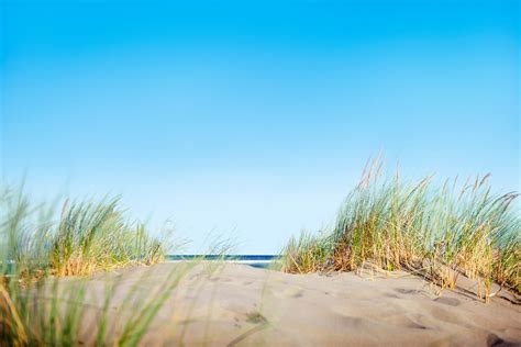 Sand Dunes With Grass On Beach Free Stock Photo High Resolution Image