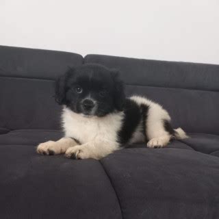 1 år gammal Blandras Pomeranian och cavalier king charles säljs av