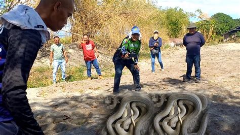 TATLONG COBRA SA FARM NI MAYOR SA BACOLOR PAMPANGA JTG Kamandag