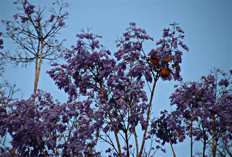 2017 University Of Sydney Jacaranda Trees 5 A Very Windy Flickr