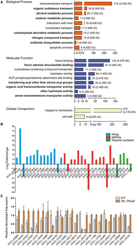 Pfmaf Regulates Fungal Secondary Metabolism And Development A Go