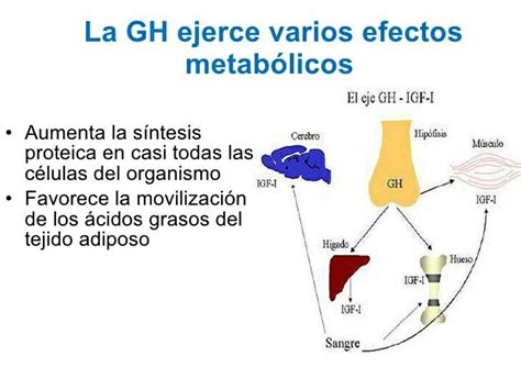 Hormona Del Crecimiento Hormona Del Crecimiento Hormonas Metabolismo