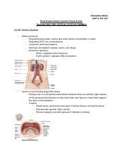 Final Exam Urinary System Study Guide Alexandra Abels A P Bio