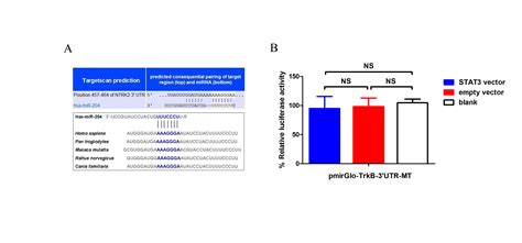 A Trkb Stat Mir P Regulatory Circuitry Controls Proliferation And