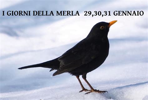 Gennaio Arrivano I Giorni Della Merla RadioNuovaNetwork