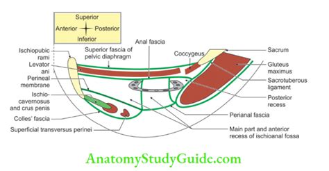 perineum structures perineal membrane  male female general histology