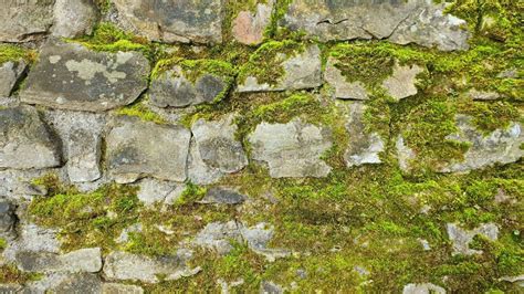 Mossy Stone Wall stock photo. Image of stonewall, grey - 167161428