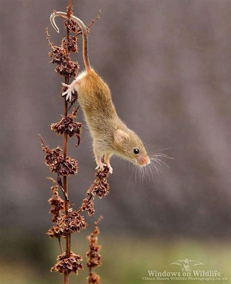 How Do Mice Get In Your House Uk Awilda Leblanc