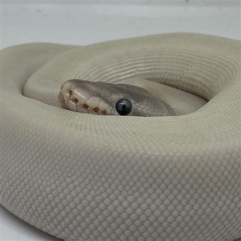 Female Blue Eyed Lucy Ball Python (Super Mojave Het Pied) - Predator and Prey Exotics